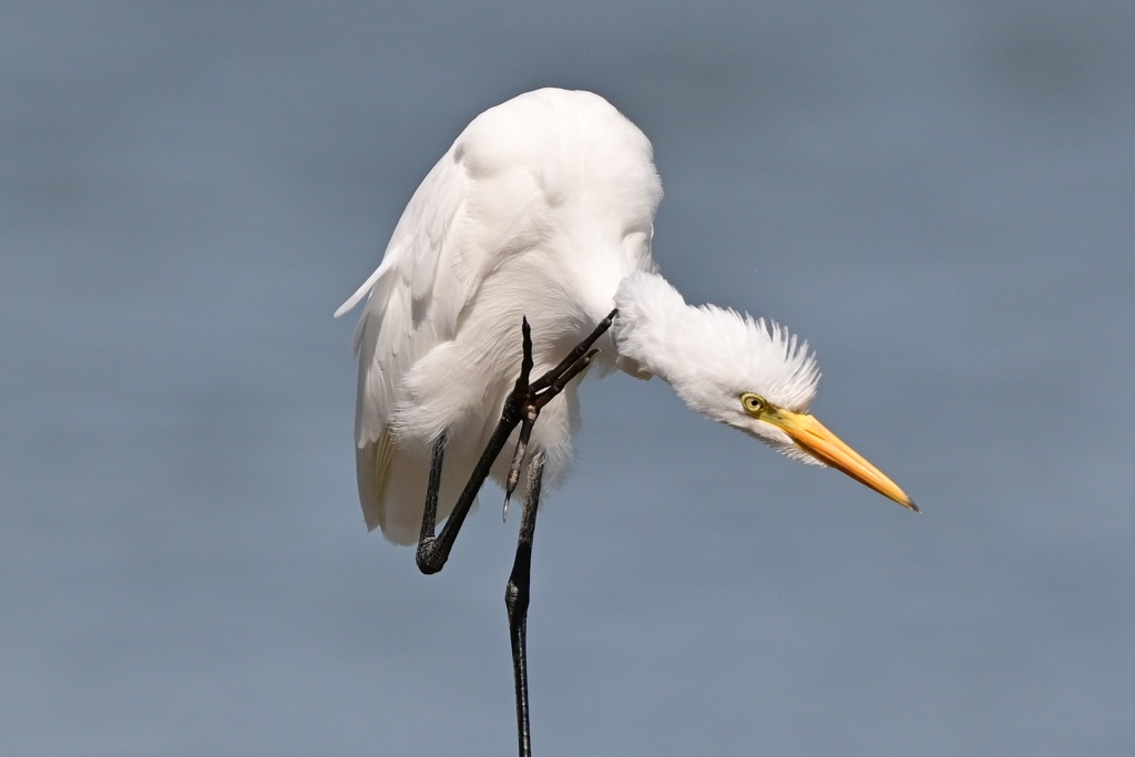 アマサギ