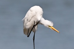 アマサギ
