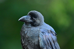 カラス