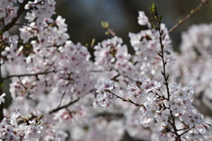 桜が満開でした