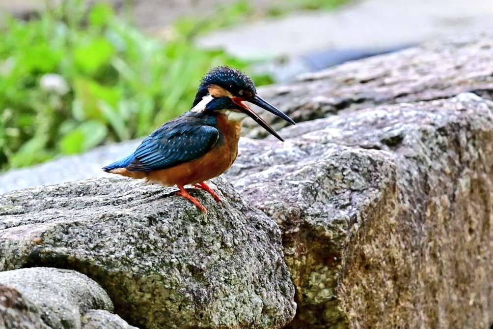 カワセミ