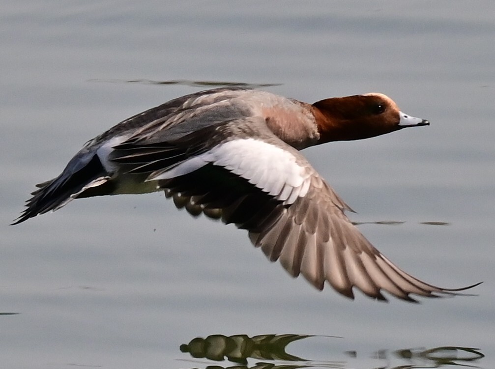 ヒドリガモ飛翔