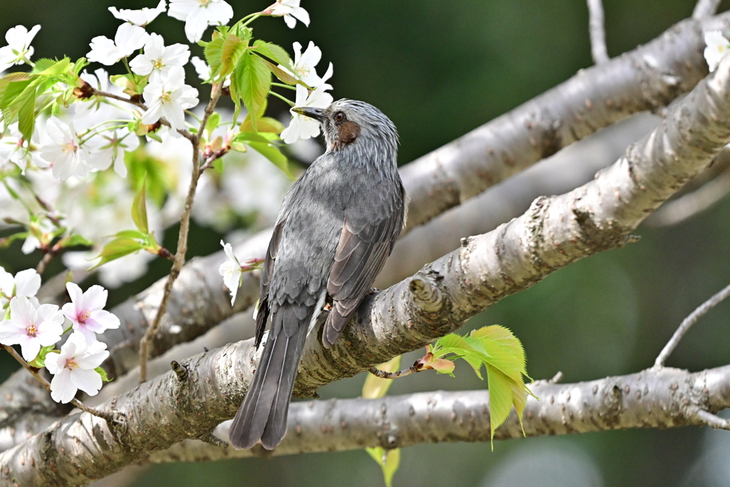 桜に紛れるヒヨドリさん