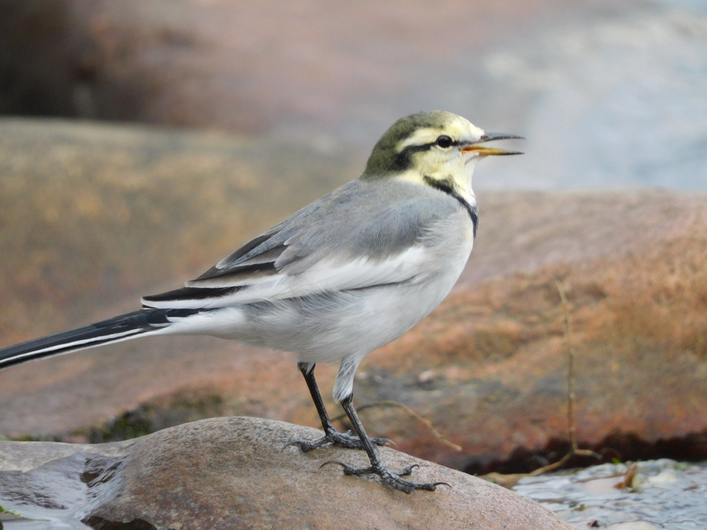 野鳥観察