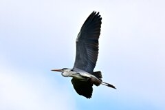 アオサギ飛翔