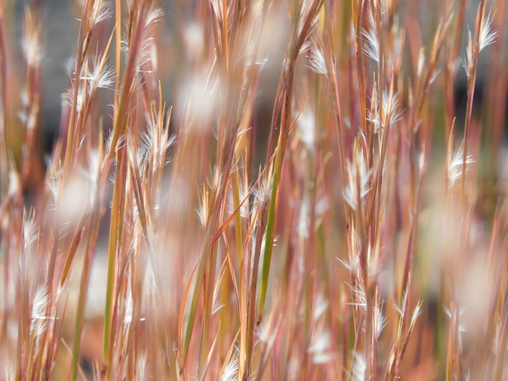 メリケンカルカヤ