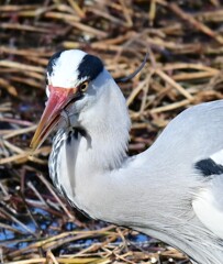 アオサギ 小魚ゲット