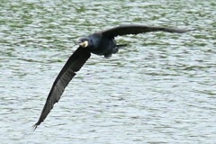 カワウ飛翔
