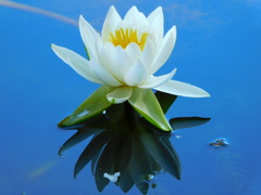 睡蓮