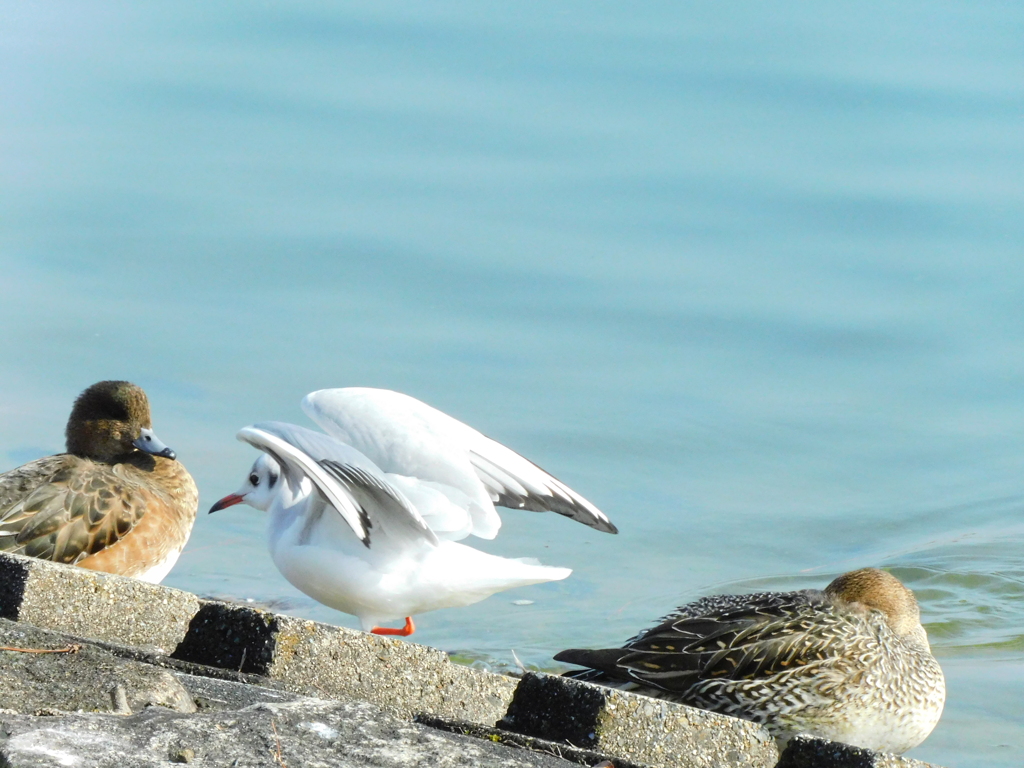 鴨とユリカモメ