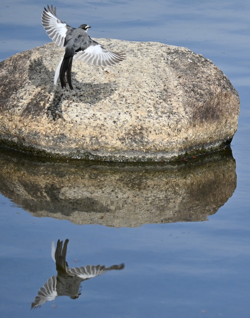 ハクセキレイ飛翔