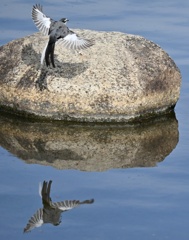 ハクセキレイ飛翔