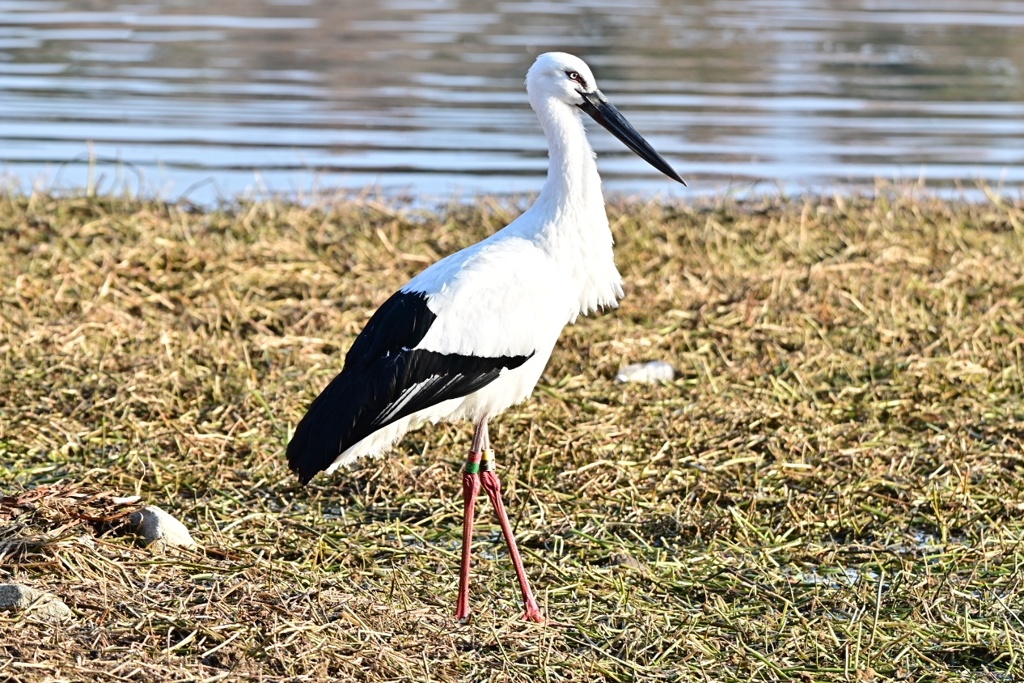 コウノトリ