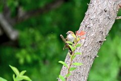 すずめ