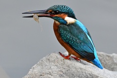カワセミ