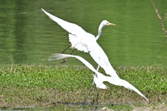 ダイサギ