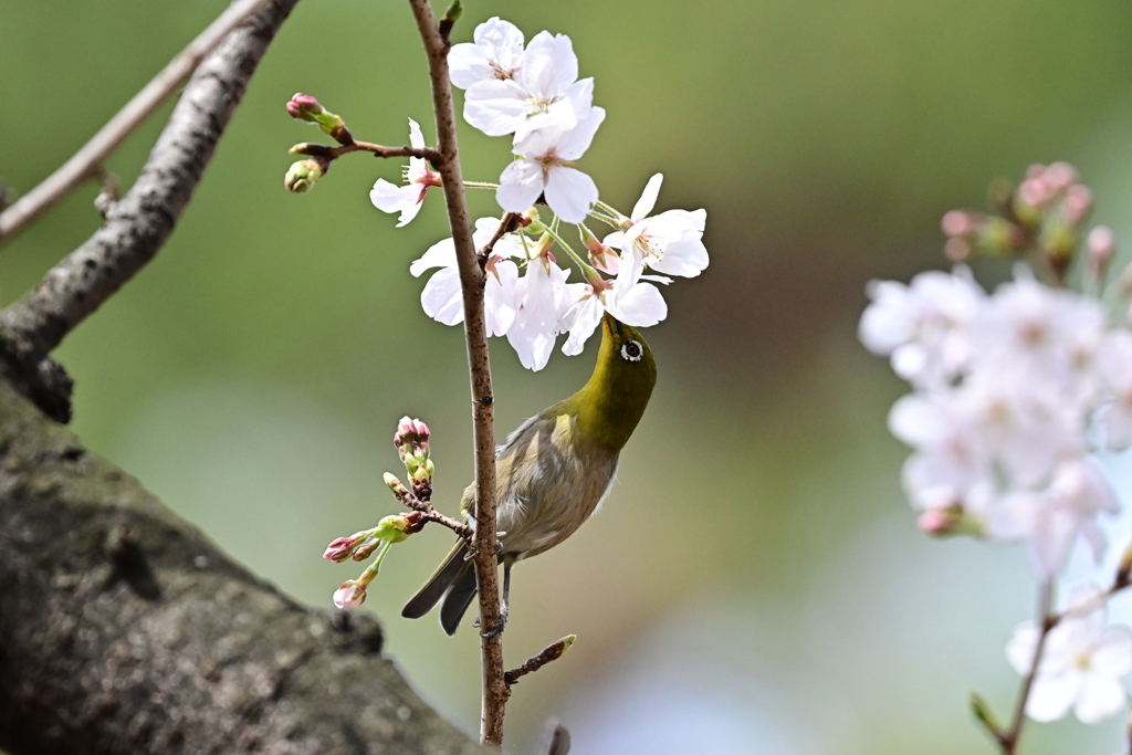 メジロと桜