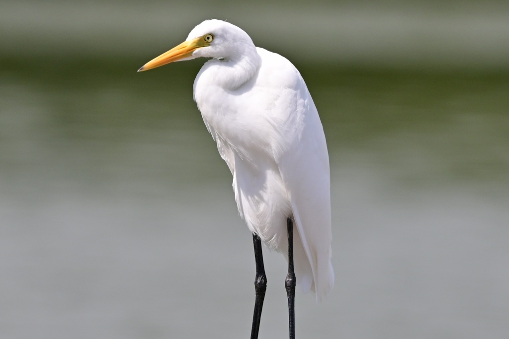チュウサギ