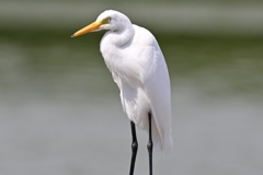 チュウサギ