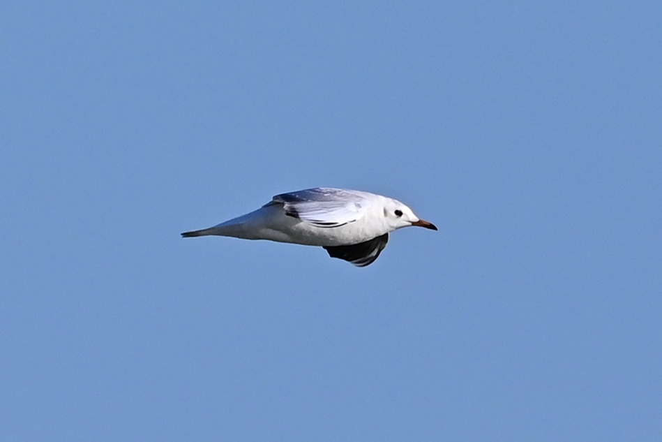 ユリカモメ