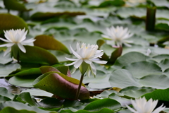 睡蓮