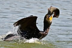 カワウ　ナマズ　ゲット！