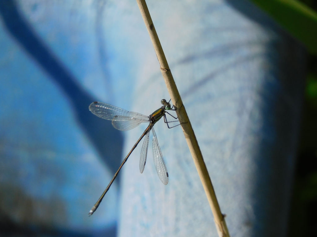糸とんぼ