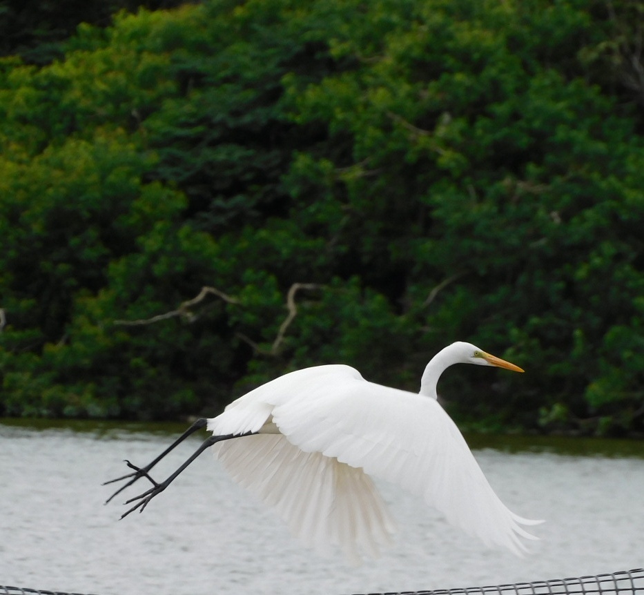 野鳥撮影