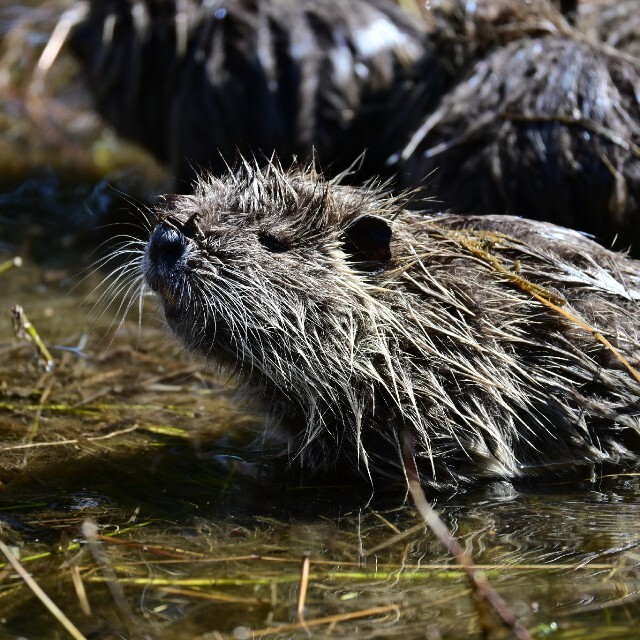 ヌートリアの赤ちゃん