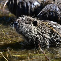 ヌートリアの赤ちゃん