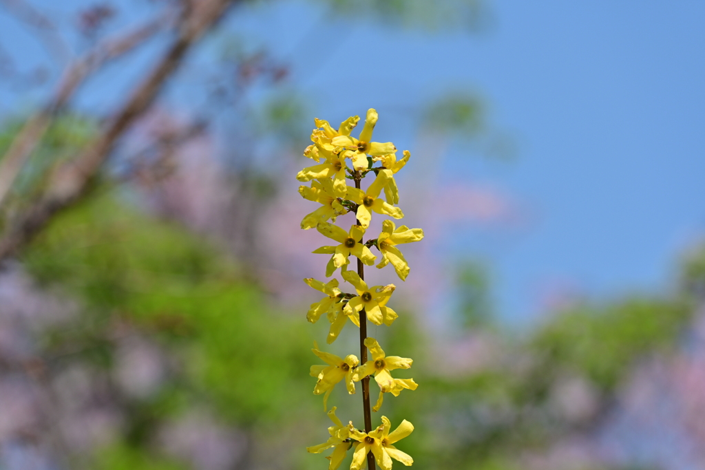 アイノコレンギョウ