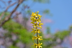 アイノコレンギョウ