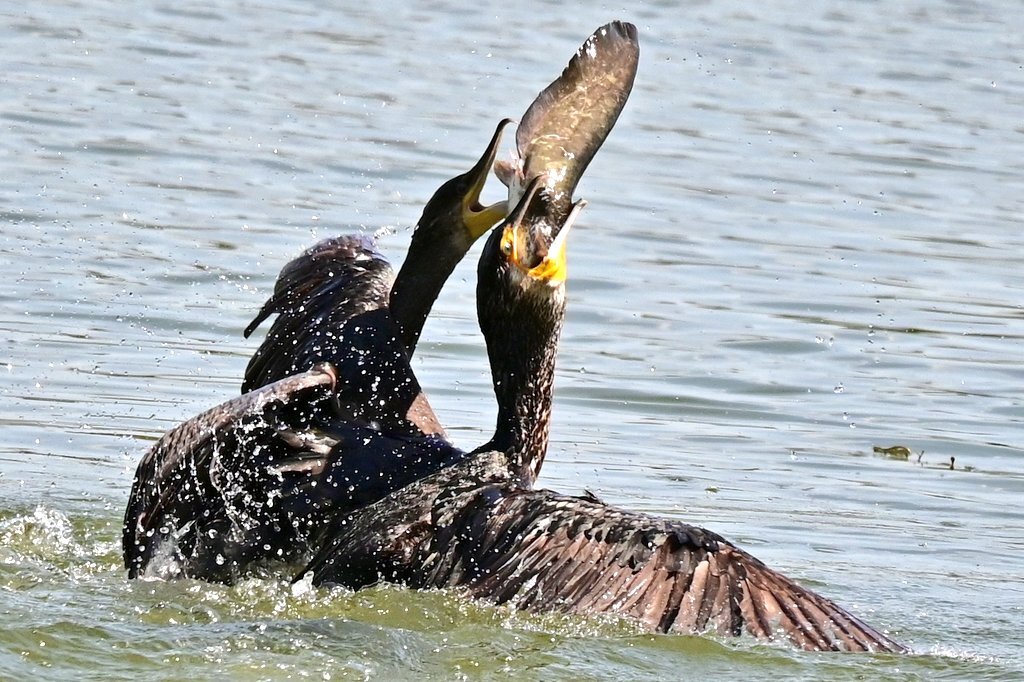 カワウ　ナマズ　ゲット！