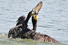 カワウ　ナマズ　ゲット！