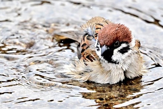 すずめの水浴び
