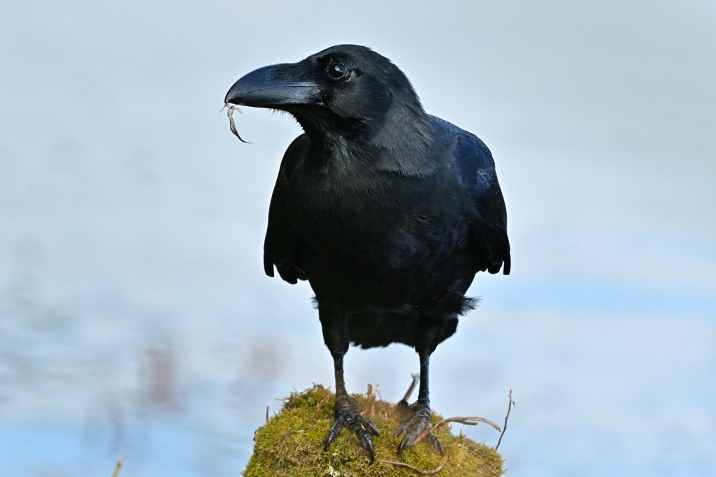 カラスのかーくんが、ヌマエビを食す
