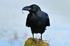 カラスのかーくんが、ヌマエビを食す