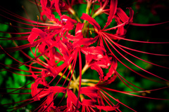 遅れてきた曼珠沙華