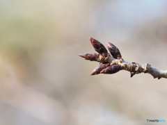 桜の新芽