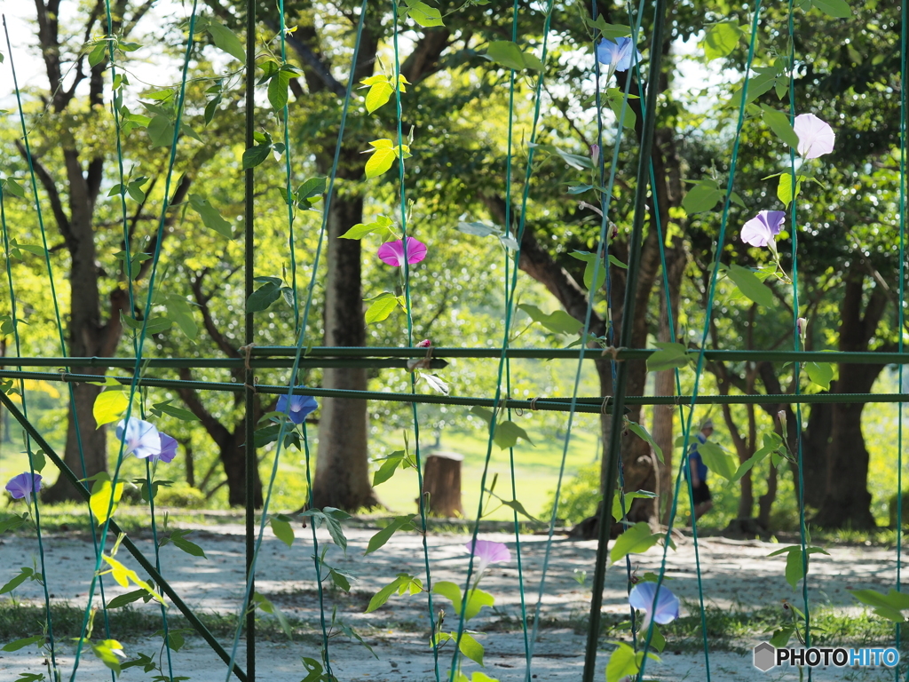 夏の花壇