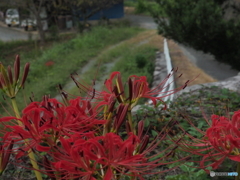 彼岸明け