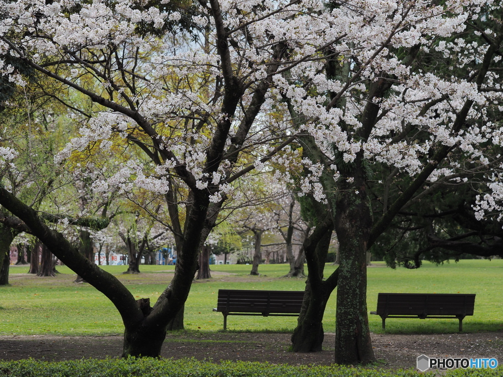 桜のある風景－２