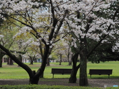 桜のある風景－２
