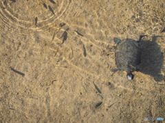 ミドリガメが棲みついた川