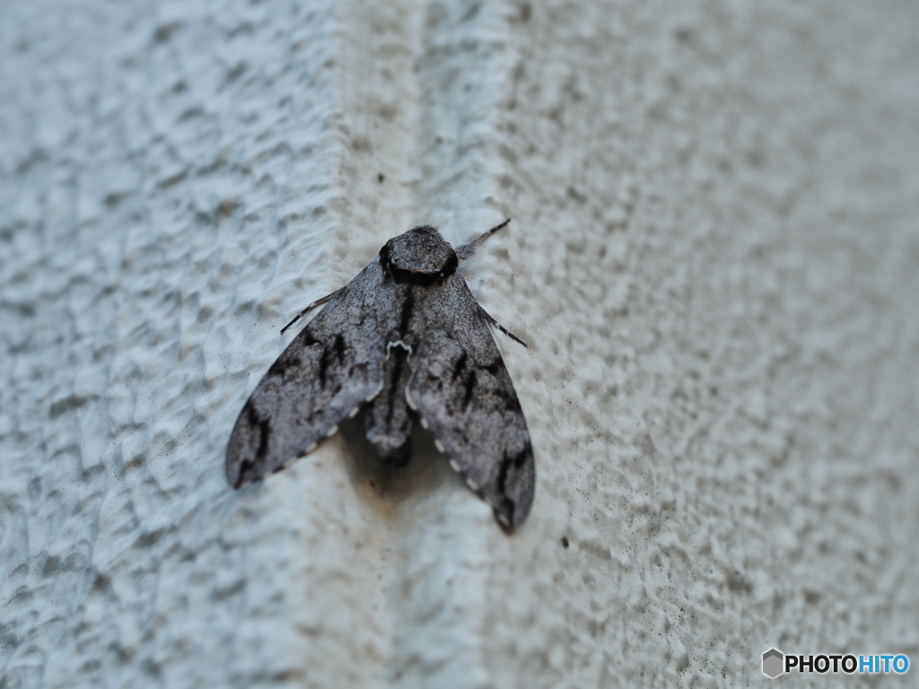 エゾシモフリスズメ