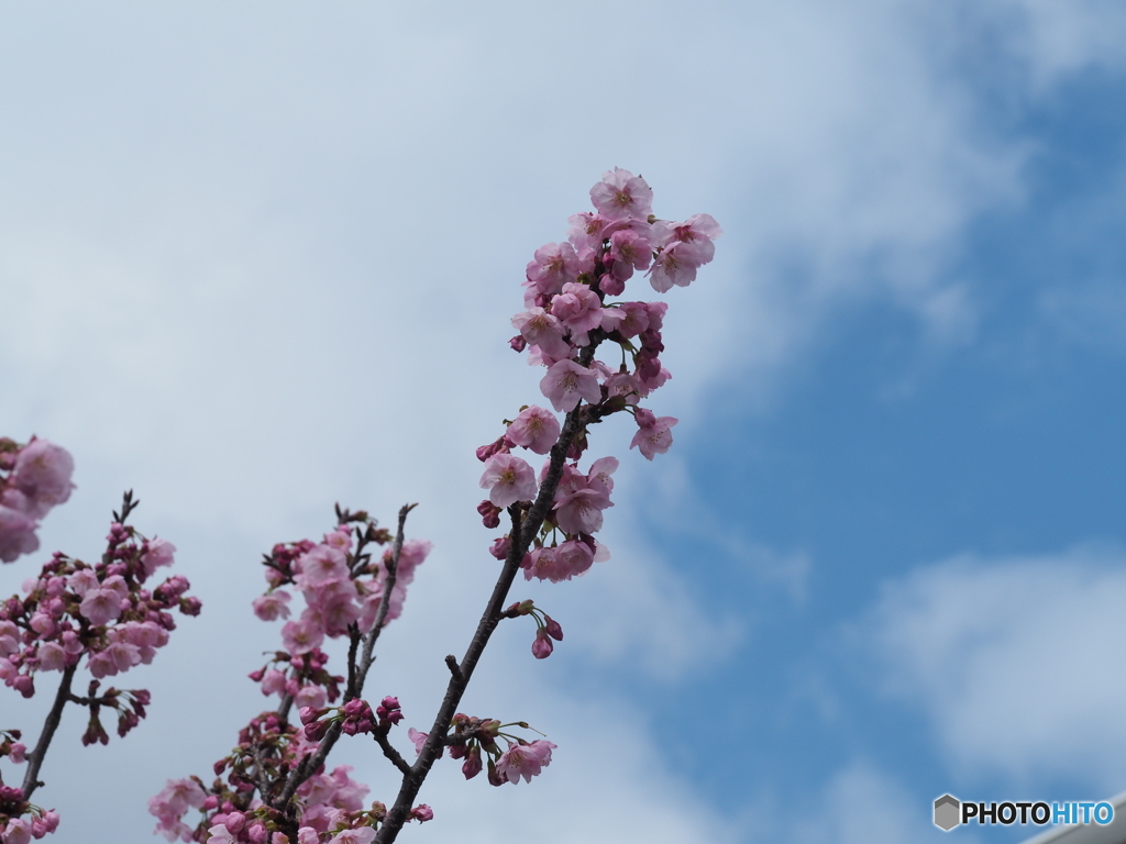桜