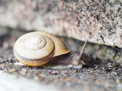 でんでん虫