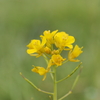 菜の花