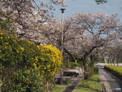 春爛漫の歩道