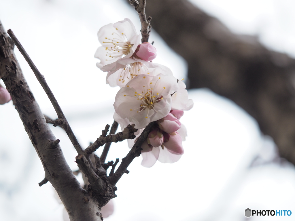 アンズの花